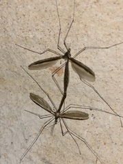 Tipula sayi