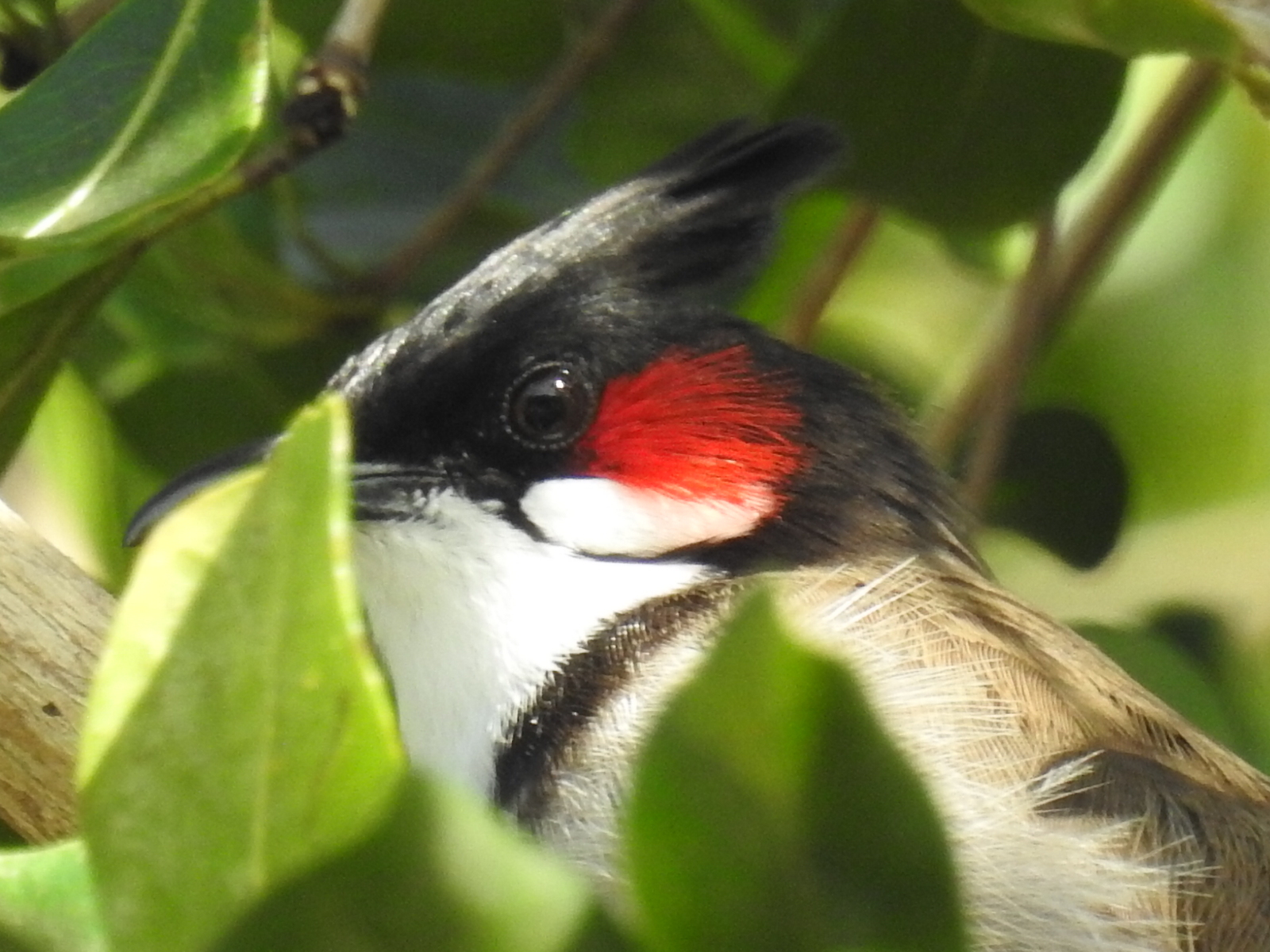 Red-whiskered Bulbul illustration
