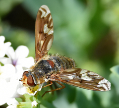 Poecilanthrax willistonii