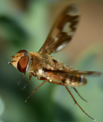 Poecilanthrax willistonii