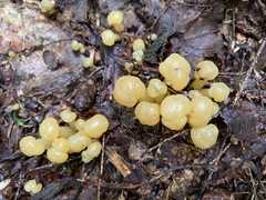 Leotia lubrica image