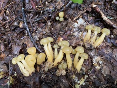 Leotia lubrica image