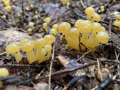 Leotia lubrica image