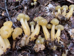 Leotia lubrica image