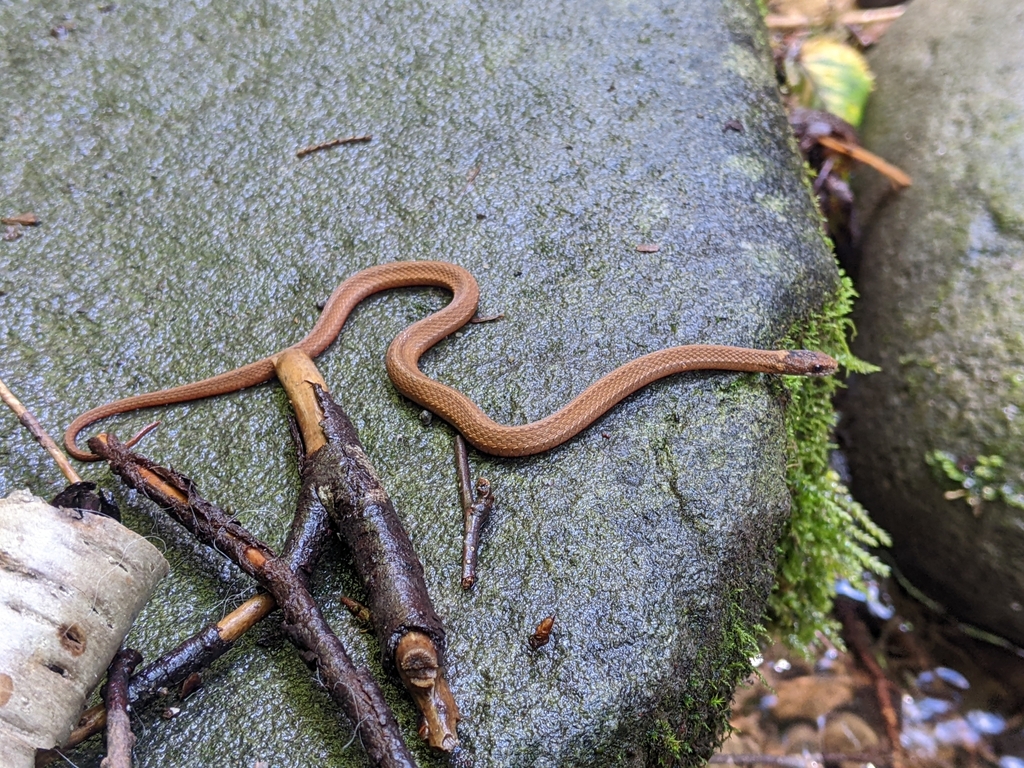 Northern Redbelly Snake From Roscoe, Ny 12776, Usa On August 11, 2023 