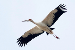 Maguari Stork photo 4