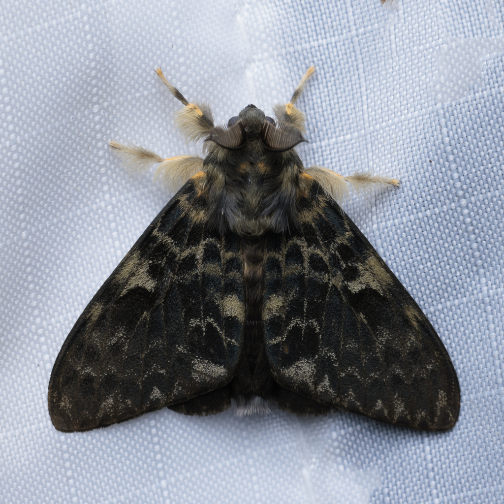 Lymantria capnodes