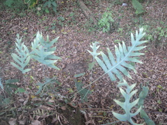 Phlebodium pseudoaureum