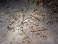 Myrichthys breviceps