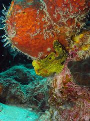 Antennarius multiocellatus