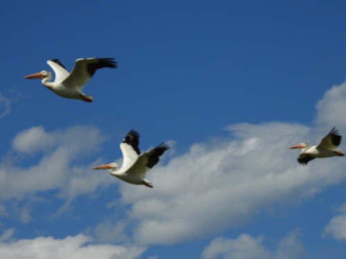 American White Pelican photographed in Idaho