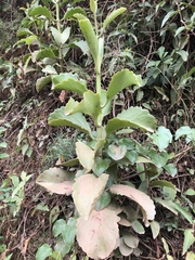 Kalanchoe sexangularis sexangularis