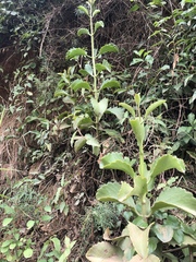Kalanchoe sexangularis sexangularis