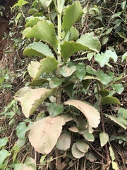 Kalanchoe sexangularis sexangularis