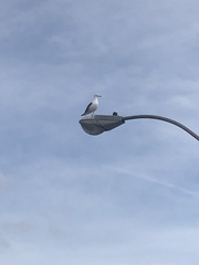 Larus occidentalis