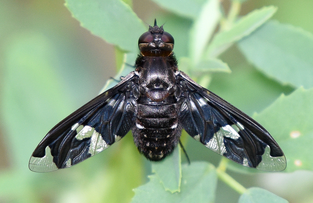Exoprosopa decora