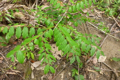 Ziziphus angustifolia