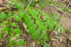 Ziziphus angustifolia
