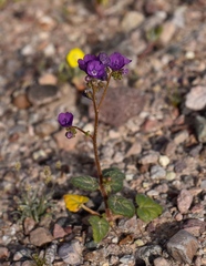 Phacelia calthifolia