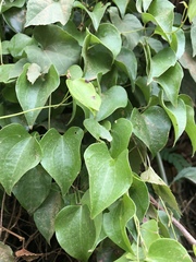 Dioscorea cotinifolia