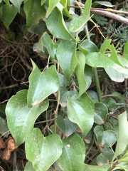 Dioscorea cotinifolia