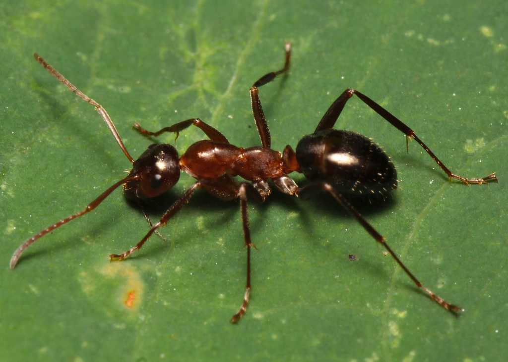 Variable Field Ant from Lake County, IL, USA on August 7, 2023 at 01:44 ...