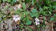 Silene hookeri