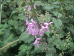 Stachys boraginoides