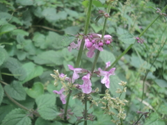 Stachys boraginoides
