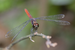 Lyriothemis cleis