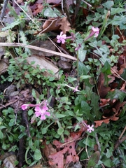 Silene aegyptiaca