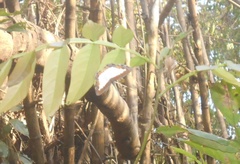 Nymphidium trinidadi