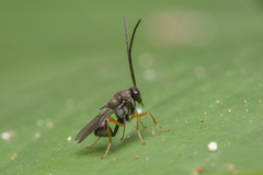 Eucharitinae