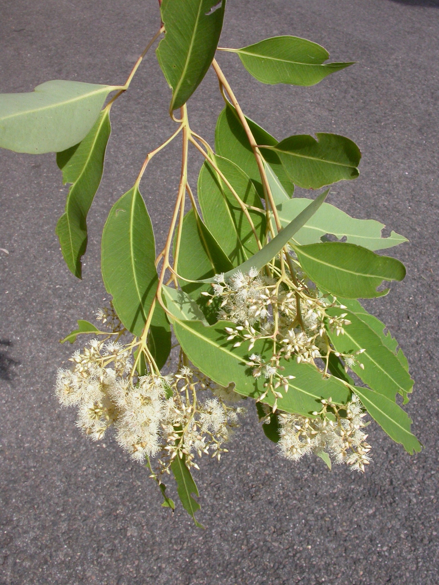 Eucalyptus raveretiana
