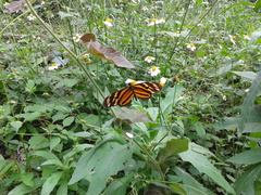 Eueides isabella eva