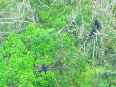 Semnopithecus johnii