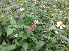 Eueides isabella eva