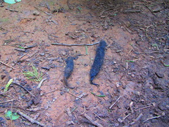 Panthera pardus fusca