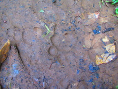 Panthera pardus fusca