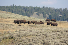 American Bison photo 5