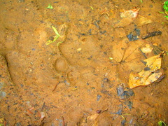 Panthera pardus fusca