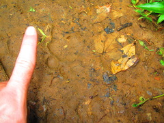 Panthera pardus fusca