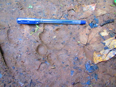 Panthera pardus fusca