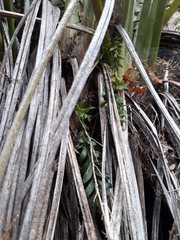 Tmesipteris tannensis