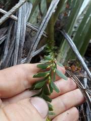 Tmesipteris tannensis