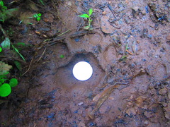 Panthera pardus fusca