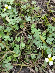 Marsilea macropoda