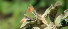Callophrys xami