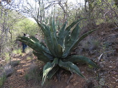 Agave marmorata