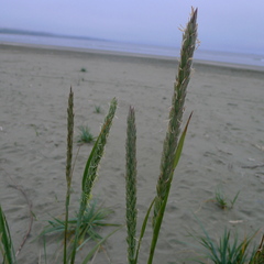 Leymus mollis mollis